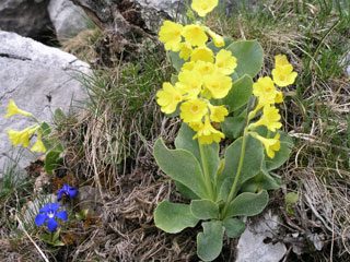 alpspitz2